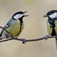 A pair of great tits. (Image: Wikimedia commons)